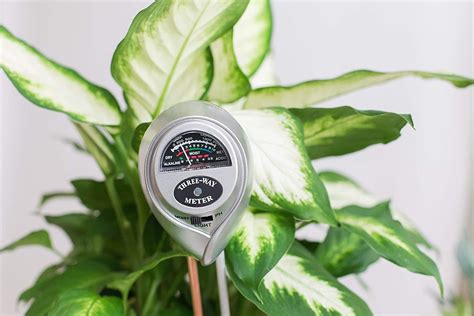 custom monstera moisture meter|monstera plant guttation.